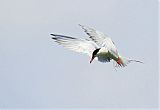 Common Tern